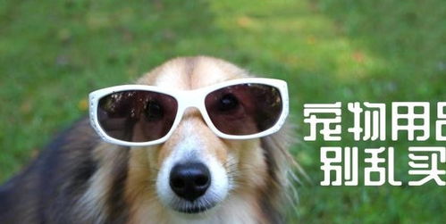 這五種寵物用品買回家就閑置，但鏟屎官基本都會中招